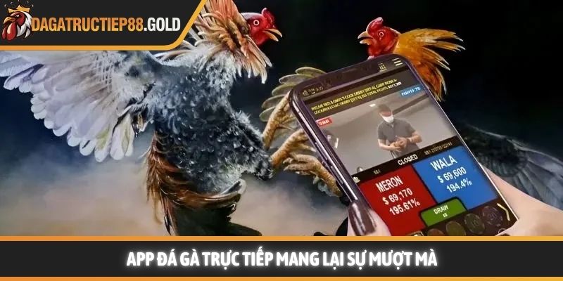 App đá gà trực tiếp mang lại sự mượt mà
