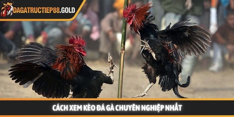 Cách xem kèo đá gà chuyên nghiệp nhất