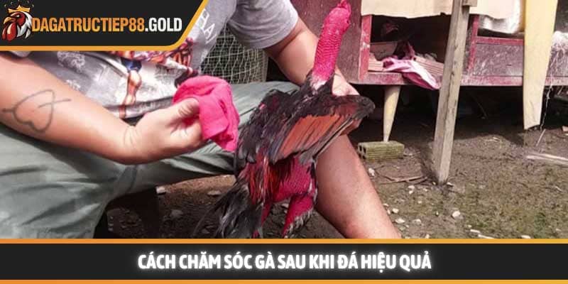 Cách chăm sóc gà sau khi đá hiệu quả
