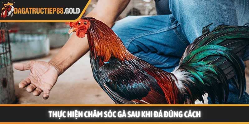 Thực hiện chăm sóc gà sau khi đá đúng cách