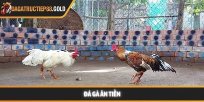 Đá gà ăn tiền và xu hướng giải trí minh bạch hiện đại