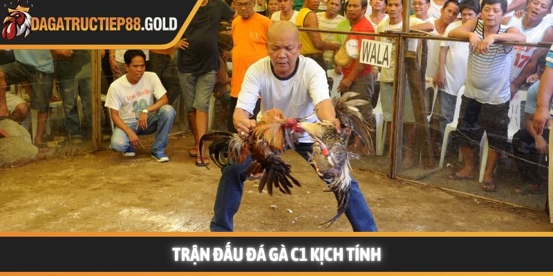 Trận đấu Đá gà C1 kịch tính