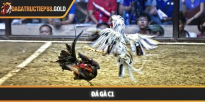 Đá gà C1 và hành trình chinh phục đỉnh cao của các chiến kê