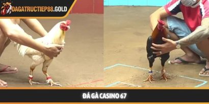 Đá gà casino 67 - Trải nghiệm đấu trường giải trí chuyên nghiệp
