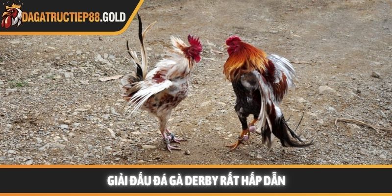 Giải đấu Đá gà derby rất hấp dẫn