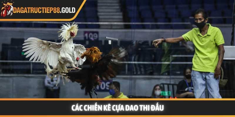 Các chiến kê cựa dao thi đấu