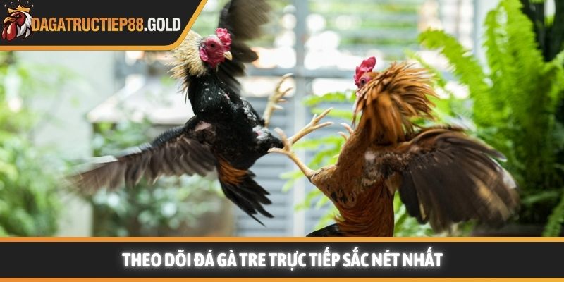Theo dõi đá gà tre trực tiếp sắc nét nhất