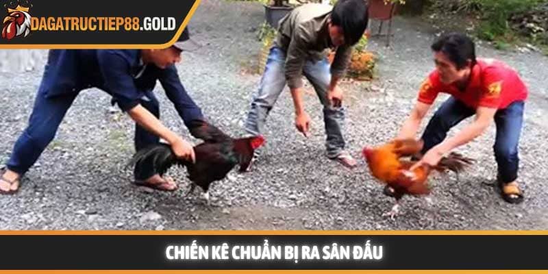 Chiến kê chuẩn bị ra sân đấu