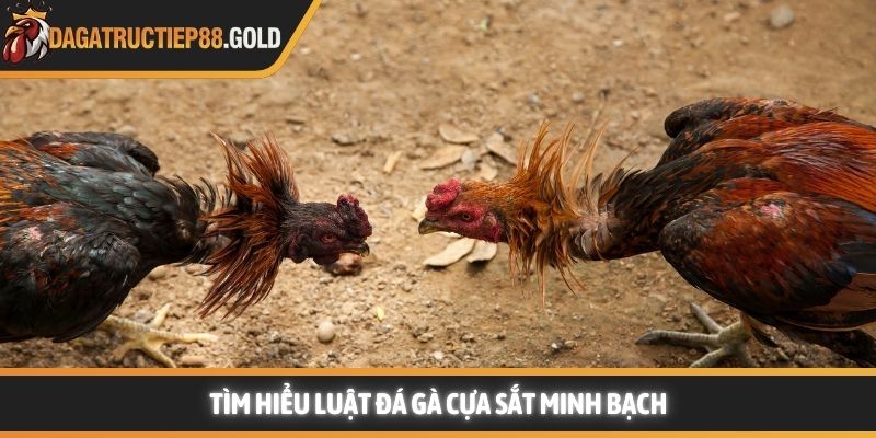 Tìm hiểu luật đá gà cựa sắt minh bạch