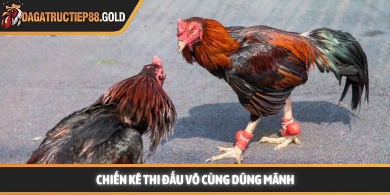 Chiến kê thi đấu tại trường gà vô cùng dũng mãnh