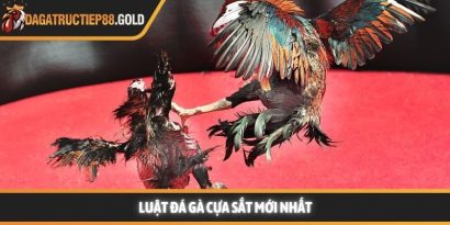 Luật đá gà cựa sắt cùng các quy tắc thi đấu chuyên nghiệp mang lại một môi trường giải trí công bằng cho mọi thành viên đam mê bộ môn này. Việc nắm vững các quy định giúp hội viên tự tin hơn khi đưa ra những quyết định chính xác tại các đấu trường lớn. Trang Đá Gà Trực Tiếp luôn cập nhật nhanh chóng các kiến thức về quy chế thi đấu và kinh nghiệm chọn chiến kê dũng mãnh. Hệ thống luật đá gà cựa sắt nền tảng tại các đấu trường lớn Tìm hiểu luật đá gà cựa sắt minh bạch Việc áp dụng luật đá gà cựa sắt giúp đảm bảo tính minh bạch và chuyên nghiệp cho từng trận đấu diễn ra tại các bồ gà danh tiếng. Hệ thống quy định này được thiết kế để bảo vệ quyền lợi của chủ kê cũng như tạo sự hào hứng cho người xem đá gà trực tiếp hôm nay. Khi các quy tắc được tuân thủ nghiêm ngặt, hội viên sẽ dễ dàng đánh giá được năng lực thực tế của các chiến kê trên sân. Nền tảng luôn khuyến khích thành viên tìm hiểu kỹ các tiêu chuẩn về cân nặng và cựa để có cái nhìn tổng quan nhất. Sự rõ ràng trong khâu tổ chức giúp nâng cao uy tín của các giải đấu lớn như Trực tiếp đá gà Thomo hay các đấu trường quốc tế khác. Những quy định này không chỉ là rào cản kỹ thuật mà còn là bệ phóng giúp các chiến kê tỏa sáng rực rỡ dưới sự chứng kiến của đông đảo người hâm mộ. Để hiểu rõ hơn về cách thức vận hành, chúng ta sẽ đi sâu vào từng khía cạnh chi tiết của các quy định hiện hành. Những tiêu chuẩn này được áp dụng đồng bộ để tạo nên những màn trình diễn kịch tính và đầy sức thuyết phục. Quy trình kiểm tra cân nặng và trang bị vũ khí Trước khi trận đấu bắt đầu, các trọng tài sẽ tiến hành cân đo trọng lượng của từng chiến kê để đảm bảo sự tương đồng. Theo luật đá gà cựa sắt, những cá thể có sự chênh lệch cân nặng quá lớn sẽ không được phép thi đấu cùng nhau nhằm giữ vững sự công bằng. Việc trang bị cựa sắt cũng phải tuân thủ kích thước và độ sắc bén quy định để bảo vệ tính nhân văn trong thể thao. Các thành viên có thể tham khảo thêm tại https://feministfriends.co/ để nắm bắt các thông số kỹ thuật mới nhất về trang bị cho gà nòi. Quy định về thời gian thi đấu và các hiệp đấu Mỗi trận đấu thường được chia thành nhiều hiệp, mỗi hiệp có thời gian kéo dài khoảng mười lăm phút tùy theo quy định của ban tổ chức. Giữa các hiệp đấu, chiến kê sẽ có thời gian nghỉ ngơi để được nài gà chăm sóc và hồi phục thể lực nhanh chóng. Luật đá gà cựa sắt quy định rất rõ về số phút nghỉ ngơi nhằm đảm bảo sức khỏe tốt nhất cho các đấu sĩ trước khi tiếp tục. Sự sắp xếp thời gian khoa học giúp trận đấu duy trì được nhịp độ căng thẳng nhưng vẫn rất chuyên nghiệp và hấp dẫn. Vai trò quan trọng của trọng tài điều hành trận đấu Trọng tài là người có quyền quyết định cao nhất trên sân và luôn giám sát chặt chẽ mọi hành động của hai chiến kê cũng như người nài. Họ có nhiệm vụ thực thi luật đá gà cựa sắt một cách công tâm để đảm bảo không có bất kỳ hành vi gian lận nào xảy ra. Khi có tình huống tranh chấp hoặc gà bị dính cựa, trọng tài sẽ ra hiệu tạm dừng để xử lý kịp thời và chính xác nhất. Sự hiện diện của những người cầm cân nảy mực giúp hội viên hoàn toàn yên tâm vào kết quả cuối cùng của mỗi cuộc đối đầu. Cách thức phân định thắng thua theo luật đá gà cựa sắt hiện nay Chiến kê thi đấu tại trường gà vô cùng dũng mãnh Quy tắc phân định thắng thua vô cùng công bằng Việc xác định kết quả thắng bại trong luật đá gà cựa sắt dựa trên những tiêu chí cụ thể và rõ ràng để tránh mọi tranh cãi. Một chiến kê được tuyên bố giành chiến thắng khi đối thủ không còn khả năng tiếp tục thi đấu hoặc bỏ chạy khỏi vòng tròn quy định. Web Đá Gà Trực Tiếp ghi nhận rằng sự kiên cường của các chiến kê thường mang lại những kết quả tích cực và đầy bất ngờ cho người theo dõi. Các thành viên luôn cảm thấy hài lòng khi chứng kiến những quyết định xử lý tình huống thấu tình đạt lý từ ban tổ chức. Hệ thống luôn ưu tiên những trận đấu có sự cống hiến hết mình và tuân thủ tuyệt đối quy tắc ứng xử trên sới gà chuyên nghiệp. Khi tham gia theo dõi đá gà Thomo trực tiếp hoặc đá gà trực tiếp Campuchia, người chơi sẽ thấy sự nhất quán trong cách vận hành giải đấu. Dưới đây là bảng tóm tắt một số trường hợp phân định thắng thua phổ biến: Trường hợp Kết quả theo quy định Một trong hai con bị chết hoặc gục tại chỗ Con còn lại giành chiến thắng Chiến kê bỏ chạy hoặc không tấn công trong thời gian quy định Bị xử thua theo luật hiện hành Cả hai con cùng không thể thi đấu sau khi trọng tài kiểm tra Kết quả hòa được ghi nhận Chủ kê vi phạm quy định về trang bị hoặc hành vi Bị truất ngay quyền thi đấu tức thì Việc nắm lòng luật đá gà cựa sắt giúp hội viên nâng cao trải nghiệm và đưa ra những dự đoán chính xác hơn khi theo dõi đá gà trực tiếp. Sự minh bạch trong luật chơi chính là nền tảng vững chắc để xây dựng một cộng đồng đam mê bền vững và uy tín. Luật đá gà cựa sắt luôn là kim chỉ nam giúp duy trì sự chuyên nghiệp và minh bạch cho mọi trận đấu đỉnh cao trên toàn thế giới. Hội viên tuân thủ đúng các nguyên tắc này sẽ bảo vệ được quyền lợi và nâng cao cơ hội nhận thưởng lớn từ hệ thống giải trí uy tín. Web Đá Gà Trực Tiếp cam kết đồng hành cùng người chơi để xây dựng một cộng đồng giải trí lành mạnh và bền vững nhất trong tương lai.