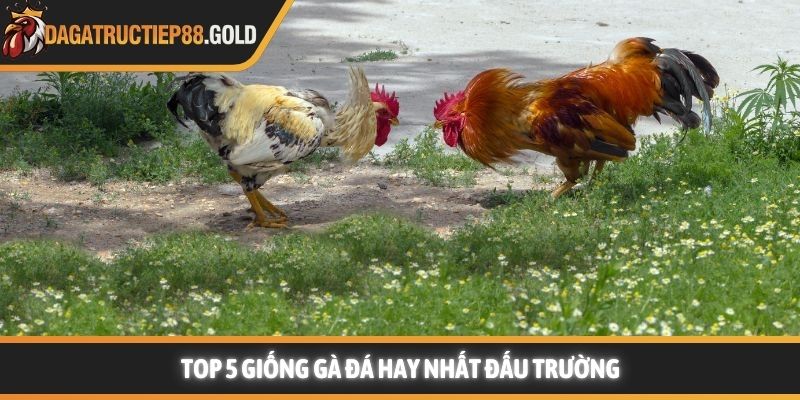 Top 5 giống gà đá hay nhất đấu trường