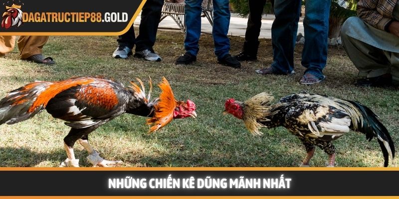Những chiến kê dũng mãnh nhất
