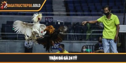 Trận đá gà 24 tỷ và sức hút của đấu trường danh giá