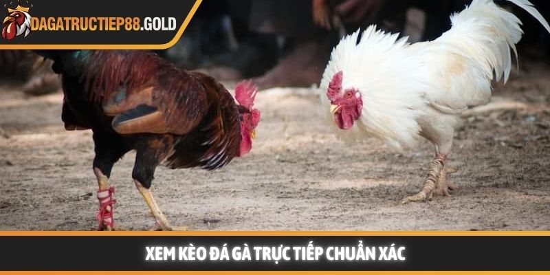 Xem kèo đá gà trực tiếp chuẩn xác
