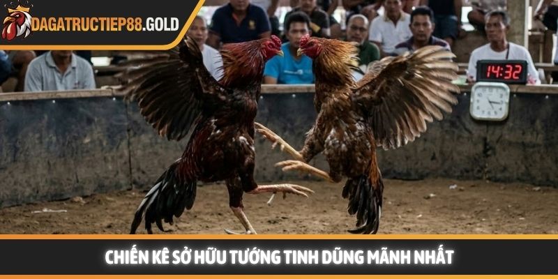 Chiến kê sở hữu tướng tinh dũng mãnh nhất