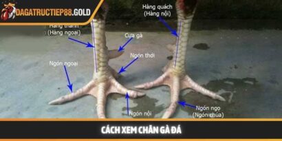 Cách xem chân gà đá chuyên sâu giúp hội viên chọn chiến kê bách thắng